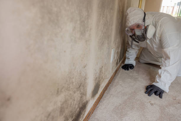 Best Residential Mold Inspection & Testing  in Huntsville, AL